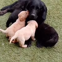 Labrador femmine