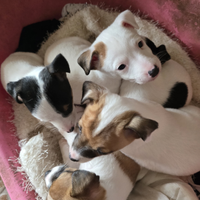 Cuccioli di Jack Russel puri