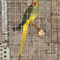 S.c.a.m.bio VerdeViola cleartail F