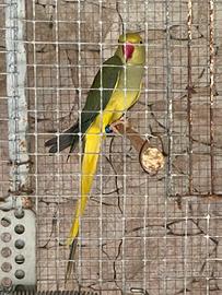 S.c.a.m.bio VerdeViola cleartail F