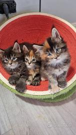 Maine coon occhi azzurri