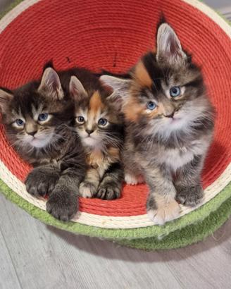 Maine coon occhi azzurri