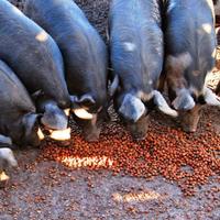 Ghiande ad uso zootecnico per maiali/suini