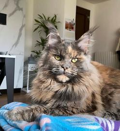 Maschio per accoppiamento