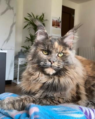 Maschio per accoppiamento