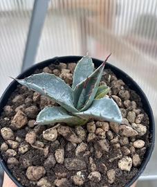 🌵Piante grasse cactus e succulente🌵