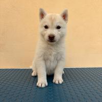 Cuccioli di Siberian Husky