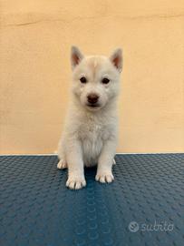 Cuccioli di Siberian Husky