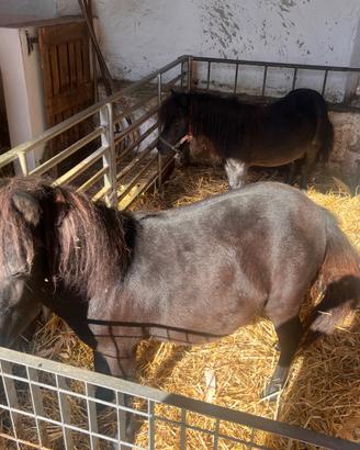 due pony