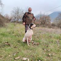 Ariegeois femmina , tre anni , capo muta