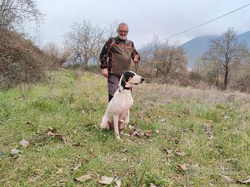 Ariegeois femmina , tre anni , capo muta