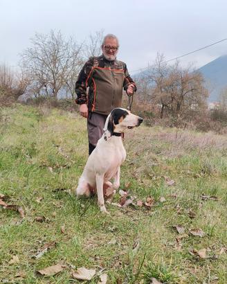 Ariegeois femmina , tre anni , capo muta