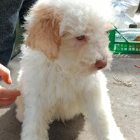 Lagotto Romagnolo