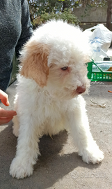 Lagotto Romagnolo