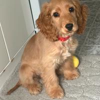 Cucciola di cocker