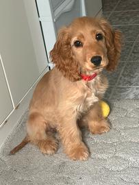 Cucciola di cocker