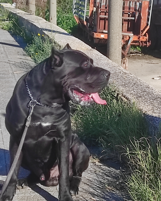 Cane corso monta