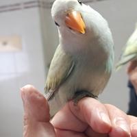 Inseparabili allevati a mano