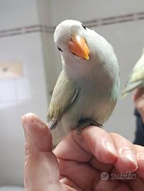 Inseparabili allevati a mano