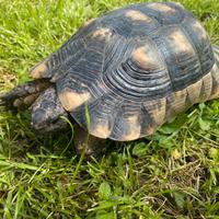 Maschio testudo marginata fonte C anno 2014