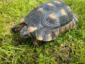 Maschio testudo marginata fonte C anno 2014