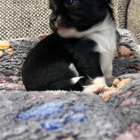 Chihuahua pelo lungo