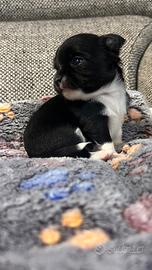 Chihuahua pelo lungo