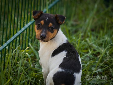 Cucciolo femmina due mesi e mezzo