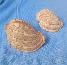 Due conchiglie "Harpa"