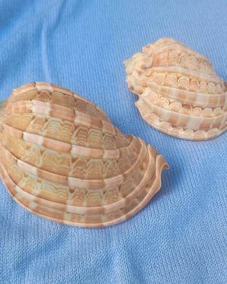 Due conchiglie "Harpa"