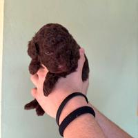 Barboncino toy cioccolato