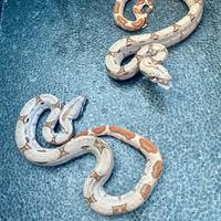 Boa Costrictor imperator