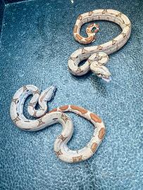 Boa Costrictor imperator