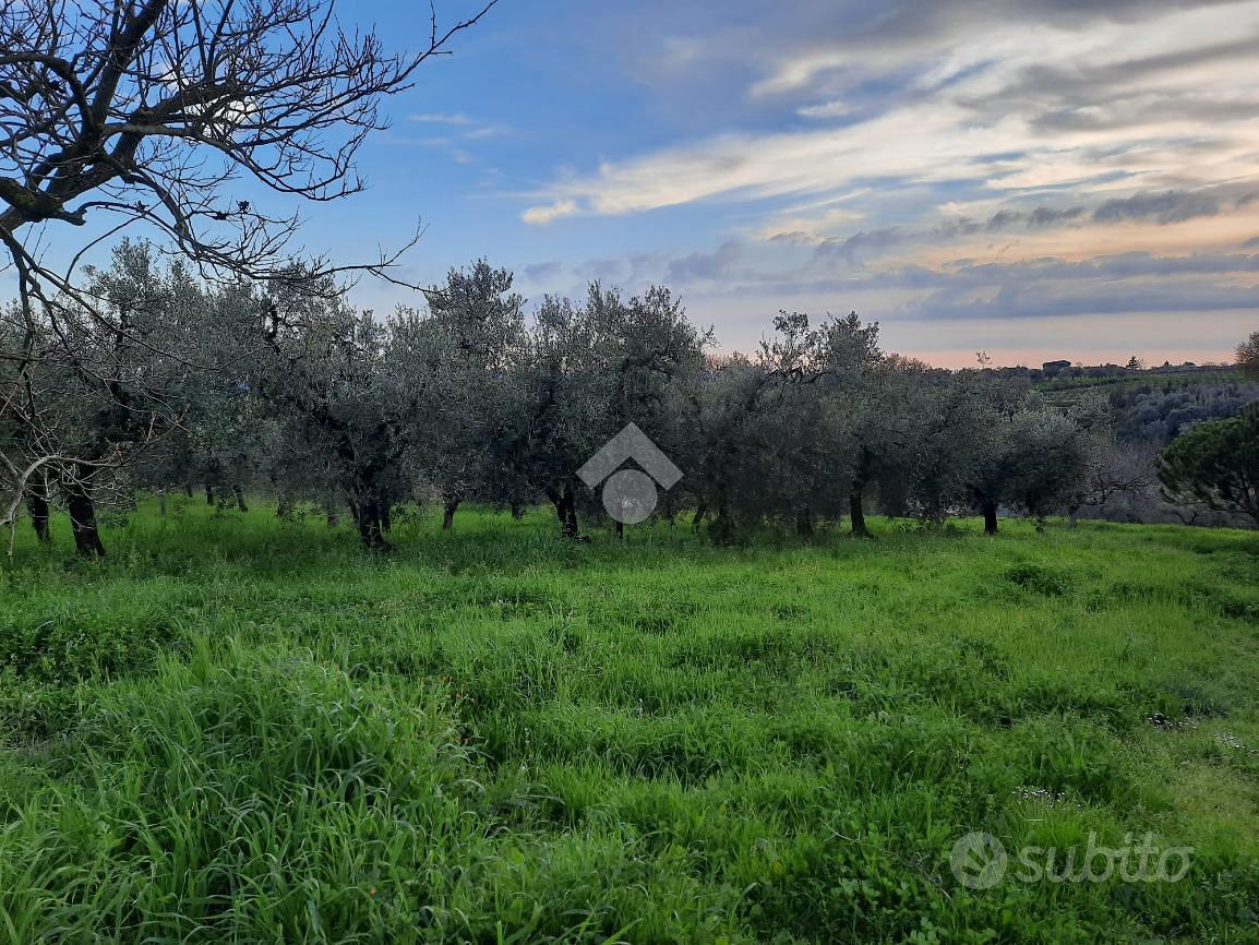 TER. AGRICOLO A VELLETRI - Ansicht 3