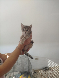 Gatti affettuosissimi