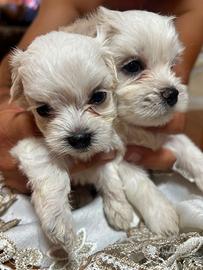 Maltese mini toy