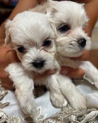 Maltese mini toy