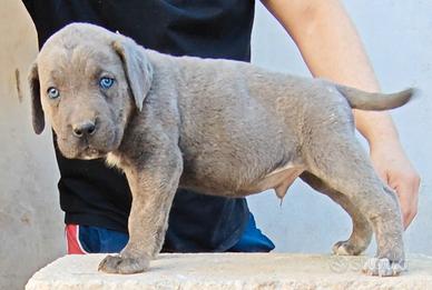 Cucciolo di Cane Corso