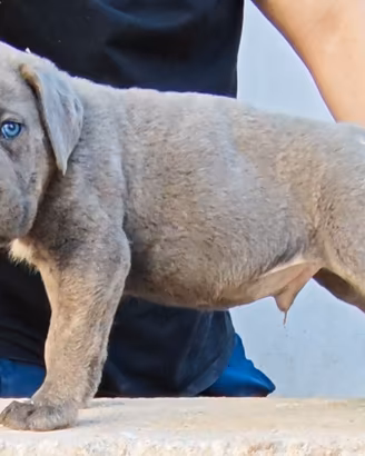 Cucciolo di Cane Corso