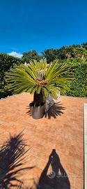 cycas revoluta gigante adulta con vaso