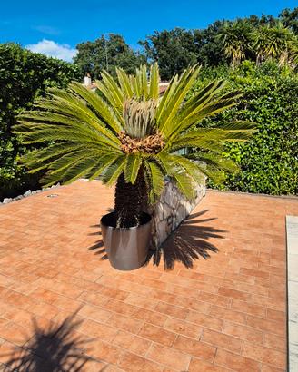 cycas revoluta gigante adulta con vaso
