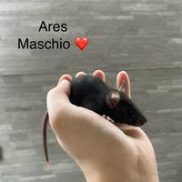 Ratti domestici
