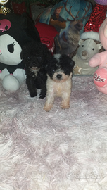 Cuccioli di barboncino toy