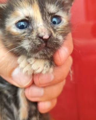 Due gattini nati in casa