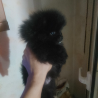 Cucciolo volpino di pomerania