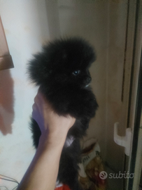 Cucciolo volpino di pomerania