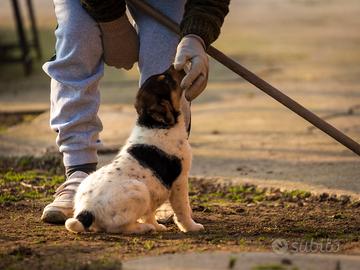Cuccioli maschi due mesi