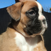Cuccioli boxer fulvi