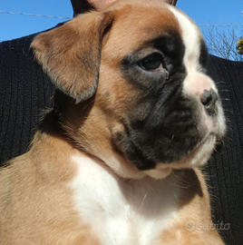 Cucciole boxer fulve