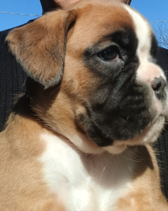 Cucciole boxer fulve